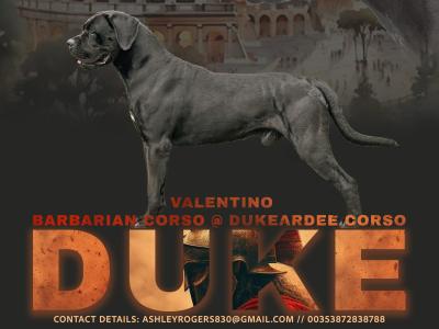 IKC Registered Multi Champion Valentino Cane Corso at Stud