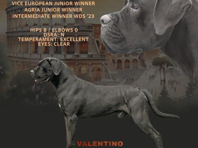 IKC Registered Multi Champion Valentino Cane Corso at Stud