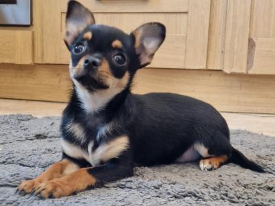 Female Chihuahua puppy in Tipperary