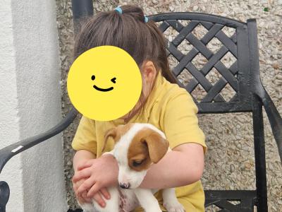 Jack Russell cross pups