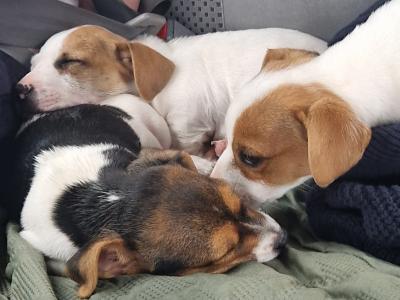 Jack Russell cross pups