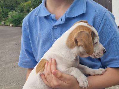 Jack Russell cross pups