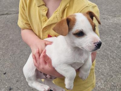 Jack Russell cross pups