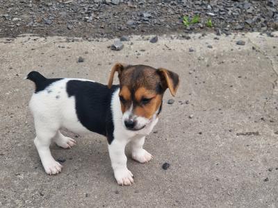 Jack Russell cross pups