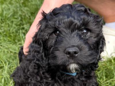 Rare Cockapoo x Cavachon - Male looking for loving home