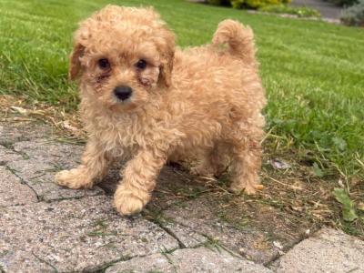 Cavapoo puppies in Tyrone