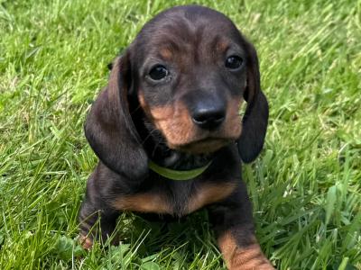 Litter of playful Dachshund puppies ready to go in Armagh