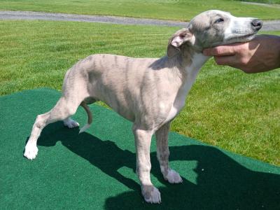 Purebred Whippet puppies for sale in Offaly