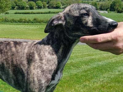 Purebred Whippet puppies for sale in Offaly