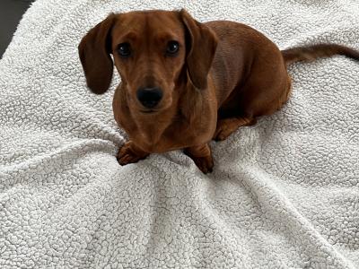 Litter of playful Dachshund puppies ready to go in Armagh