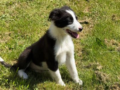 Border Collie puppies in Kildare
