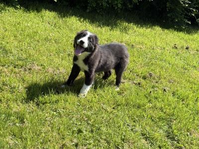 Border Collie puppies in Kildare