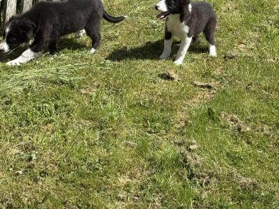 Border Collie puppies in Kildare