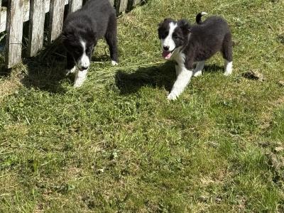 Border Collie puppies in Kildare