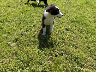 Border Collie puppies in Kildare
