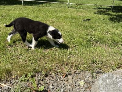 Border Collie puppies in Kildare