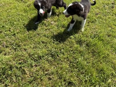 Border Collie puppies in Kildare