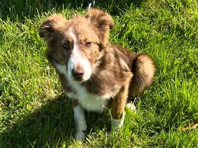 Male Border Collie puppy 5 months old in Cork