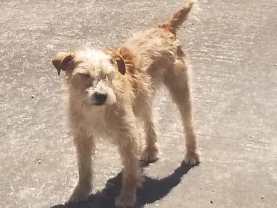 Femal Fell Terrier x Jack Russell dog in Cork