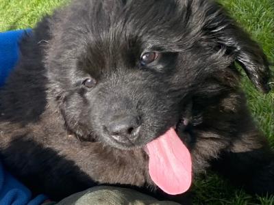 IKC Pedigree Newfoundland pups Polish Sire hip and elbow scored. Cardiomyopathy and Cystinuria free