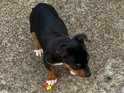 Male Jack Russell puppy in Cork