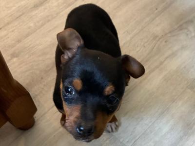 Male Jack Russell puppy in Cork