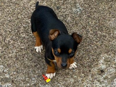 Male Jack Russell puppy in Cork