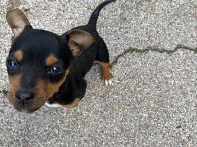 Male Jack Russell puppy in Cork