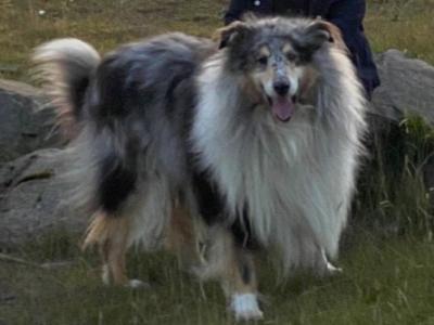 Rough Collie stud