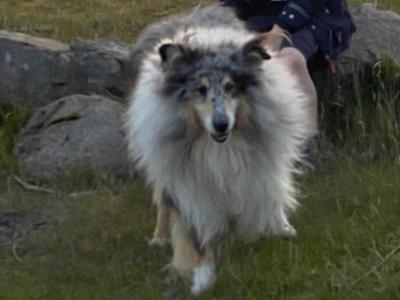 Rough Collie stud