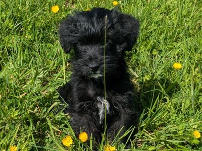 West Highland Terrier x miniature Poodle puppies in Kerry