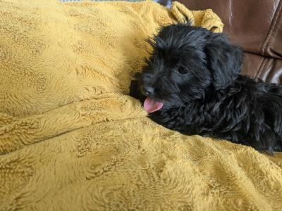 West Highland Terrier x miniature Poodle puppies in Kerry