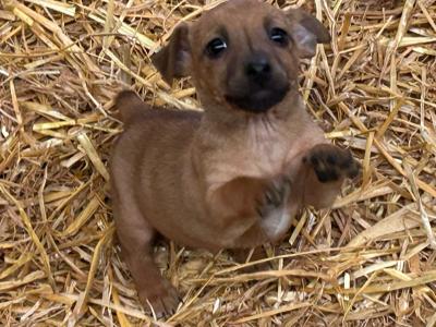 miniature Jack Russell pups