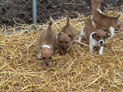 miniature Jack Russell pups