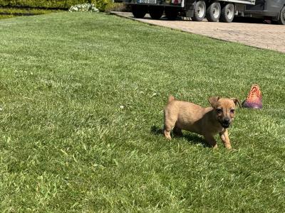 miniature Jack Russell pups