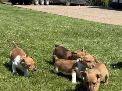 miniature Jack Russell pups