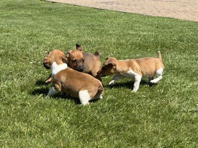 miniature Jack Russell pups