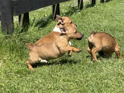 miniature Jack Russell pups