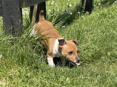 miniature Jack Russell pups