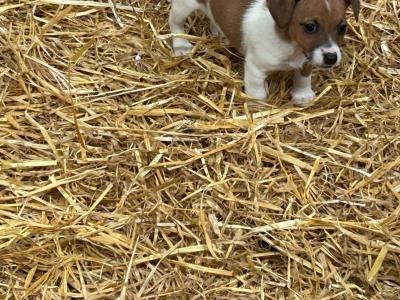 miniature Jack Russell pups