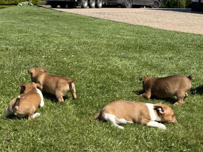 miniature Jack Russell pups
