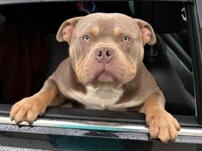 Tank is a 10 month old Pocket Bully puppy for sale in Kerry. Great Bloodlines €1,000🔥🔥