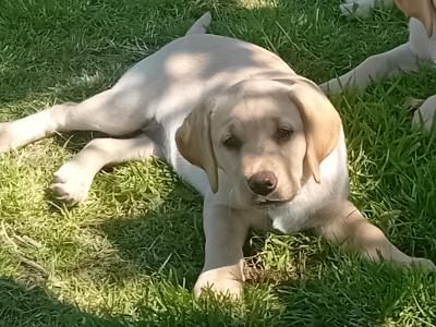 IKC Registered Labrador puppies in Waterford