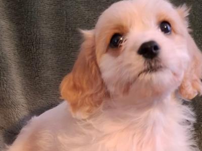 Lovely affectionate Cavachon puppies
