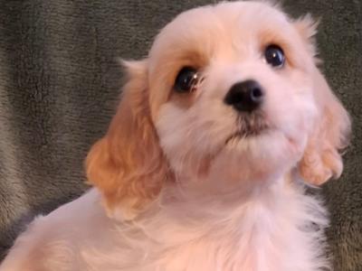 Lovely affectionate Cavachon puppies
