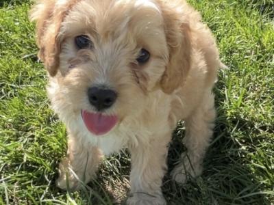 F1b Cavachon puppies in Carlow
