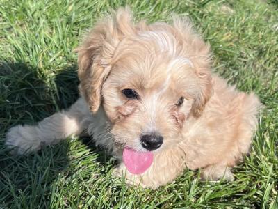 F1b Cavachon puppies in Carlow