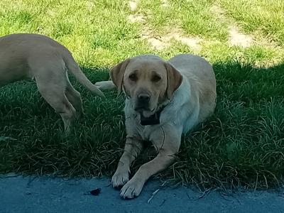 IKC Registered Labrador puppy.
