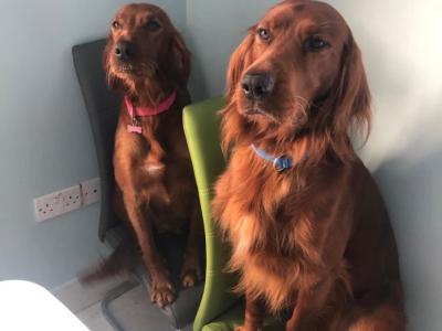 Irish Red Setter puppies in Tipperary