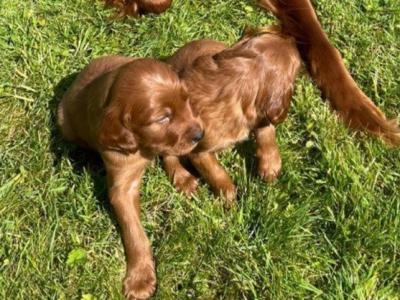 Irish Red Setter puppies in Tipperary